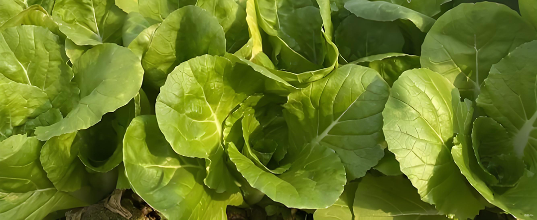 农业与园艺行业